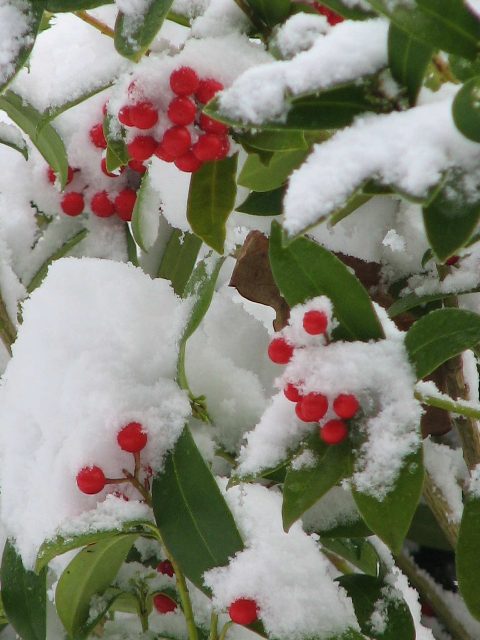 BCN wenst iedereen een prachtig 2010 