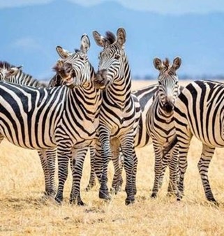 zebras-sqaured-540x540