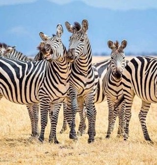zebras-sqaured-540x540